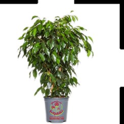 تصویر بنجامین سبز 