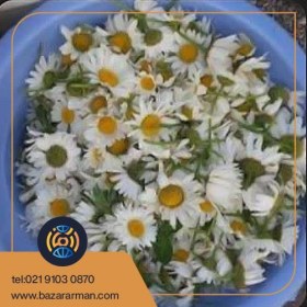 تصویر بابونه 