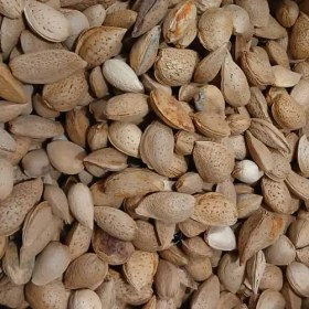 تصویر بادام سنگی محلی 