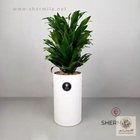 تصویر دراسنا کامپکت | کد: ZNB-11B2 