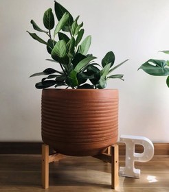 تصویر طراحی فضای کاری با فیکوس هندی 