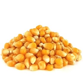 تصویر ذرت پاپ کرن-۱کیلویی 