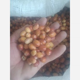 تصویر سنجد اسیابی 5 کیلویی 