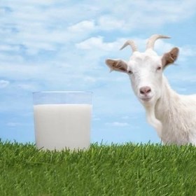 تصویر شیر خشک بز 