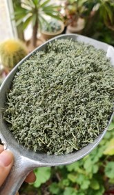 تصویر شوید کوهی 