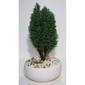 تصویر بنسای کاج سوزنی 