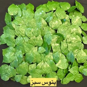 تصویر پنل برگ پتوس سبز 