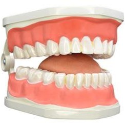 تصویر مولاژ دندان انسان مدل Dentalcare2 