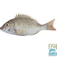 تصویر ماهی شعری-کامل 