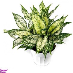 تصویر گیاه آگلونما سفید بزرگ به همراه گلدان 