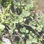 تصویر پونه کوهی ییلاقات،100 گرمی گیلان.رشت 