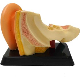 تصویر مولاژ گوش 