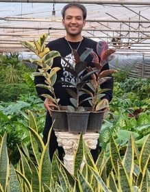 تصویر پک سه تایی فیکوس 