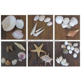 تصویر پک صدف دریایی کد 2325 
