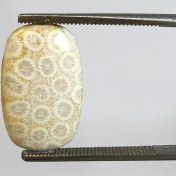 تصویر سنگ فسیل مرجان قیمتی 250115 