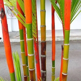 تصویر بذر بامبو رنگی 