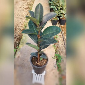 تصویر فیکوس بلک 