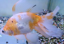 تصویر ماهی گلدفیش رایکین سفید و قرمز درشت ۱۵ سانت Goldfish Ryukin Red and White