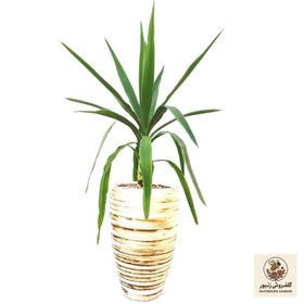 تصویر گیاه یوکا مدل SH131W2 | کد: ZNB-4UH 