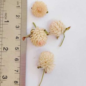 تصویر گل خشک دکمه‌ای (بسته ۵ عددی) 