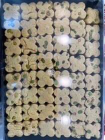 تصویر شیرینی نخودچی 