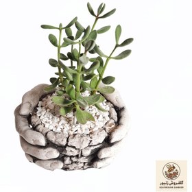 تصویر گیاه طبیعی ساکولنت مدل سدوم مخملی | کد: ZNB-C6L 