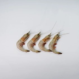 تصویر میگو پلویی (200 – u150) 