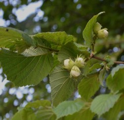 تصویر فندق با پوست 
