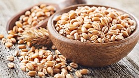 تصویر گندم خوراکی 