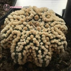 تصویر بذر کاکتوس آستریفیتوم هانازونا 2 عددی 