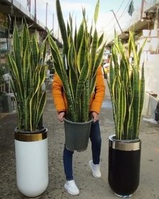 تصویر گلدان گیاه سانسوریا 