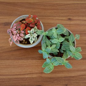 تصویر گیاهان تراریوم گل سنگ و فیتونیا سبز 