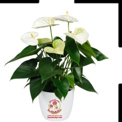 تصویر خرید آنتوریوم گل سفید با خدمات ویژه | زیبایی و آرامش در یک انتخاب خاص Anthurium White