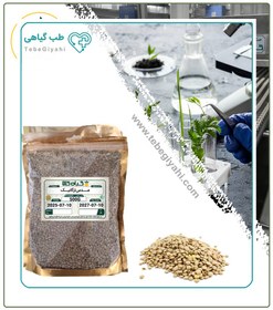 تصویر عدس ارگانیک 