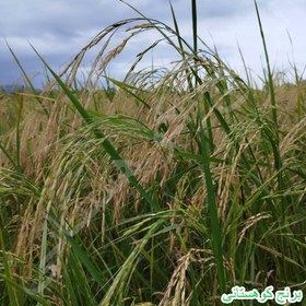 تصویر برنج فجر 10 کیلویی الک سه 