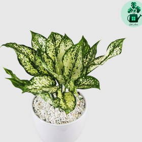 تصویر آگلونما برفی کد 102 