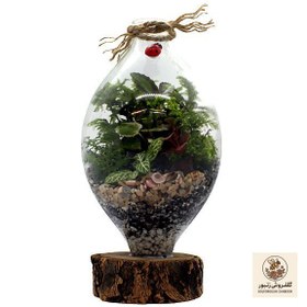 تصویر گیاه طبیعی تراريوم مدل كوزه ای کد T-k-li | کد: ZNB-9AX 