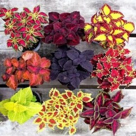 تصویر بذر گل حسن یوسف میکس سانیا سید مدل S19 