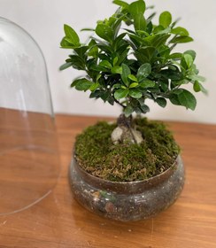 تصویر گلدان بونسای جنسینگ فلوبار 