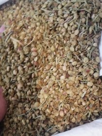 تصویر اسپند (یک کیلویی) 