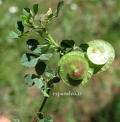 تصویر بذر یونجه دایره ای، تکمه ای (20 عددی) Medicago orbicularis 