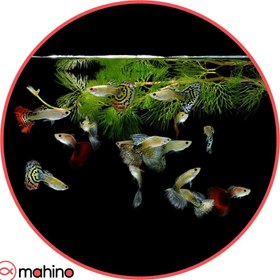 تصویر پک ماهی گوپی میکس 10 عددی - 2 تا 3 سانتی متر 