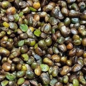 تصویر مغز پسته کوهی بنه 