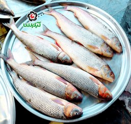 تصویر ماهی سفید سایز متوسط 