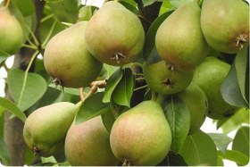 تصویر نهال گلابی ویلیام دوشیز 