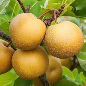 تصویر نهال گلابی پرتغالی 