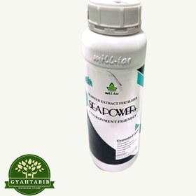 تصویر جلبک دریایی ترکیه 