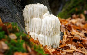 تصویر قارچ یال شیر یا هریسیوم خشک شده بسته صدگرمی lion's mane mushroom