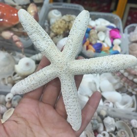 تصویر صدف ستاره دریایی طبیعی 