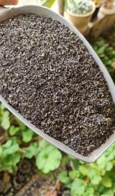 تصویر ریحان بنفش 